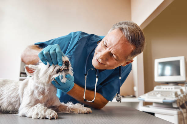 Best Emergency Treatment for Dental Infections or Abscesses in Tipton, IN